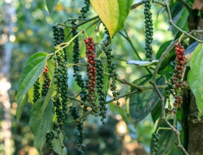 India's Black Pepper Market Faces Supply Challenges Amid Climate Change and Unorganised Trade